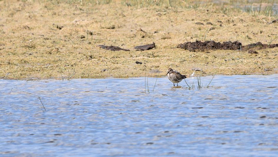 Onbekend steltlopertje
